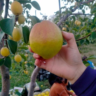 玉露香梨