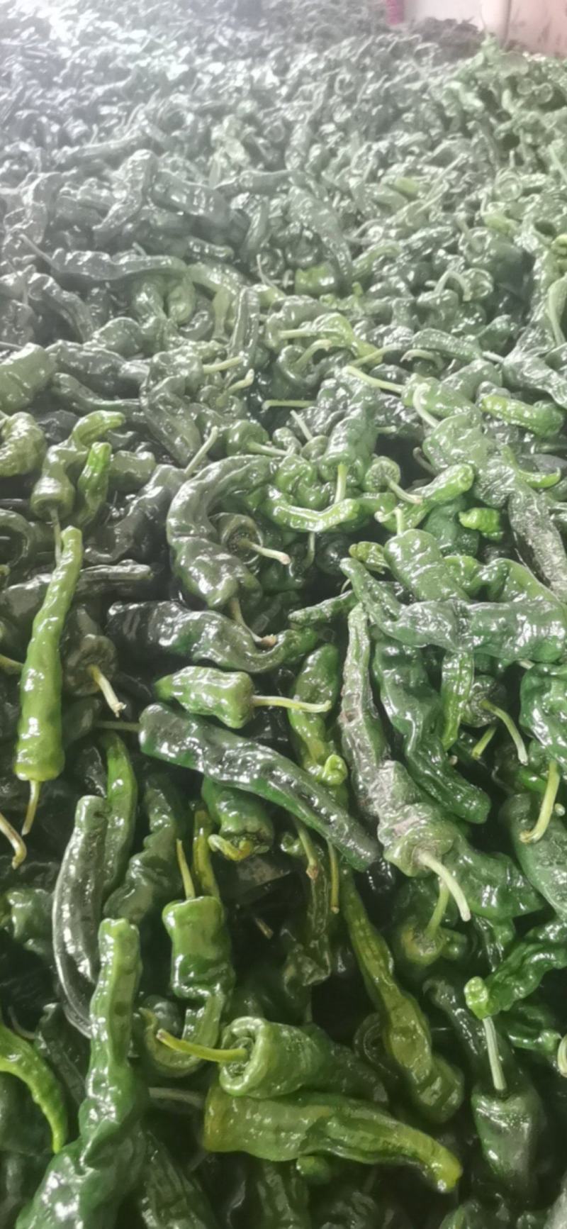 小皱皮辣椒基地直供产地视频看货论价保质保量