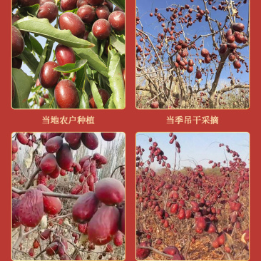 新疆灰枣