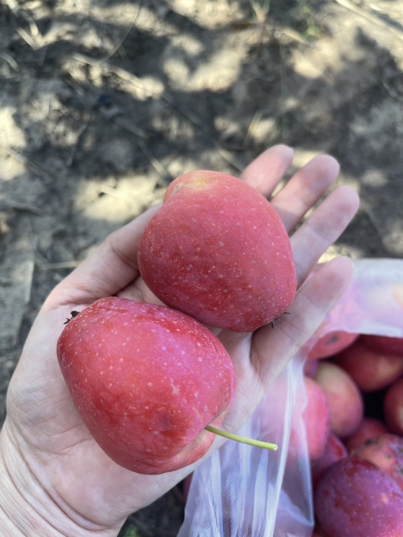 沙土地鸡心果，甜度高，水分充足
