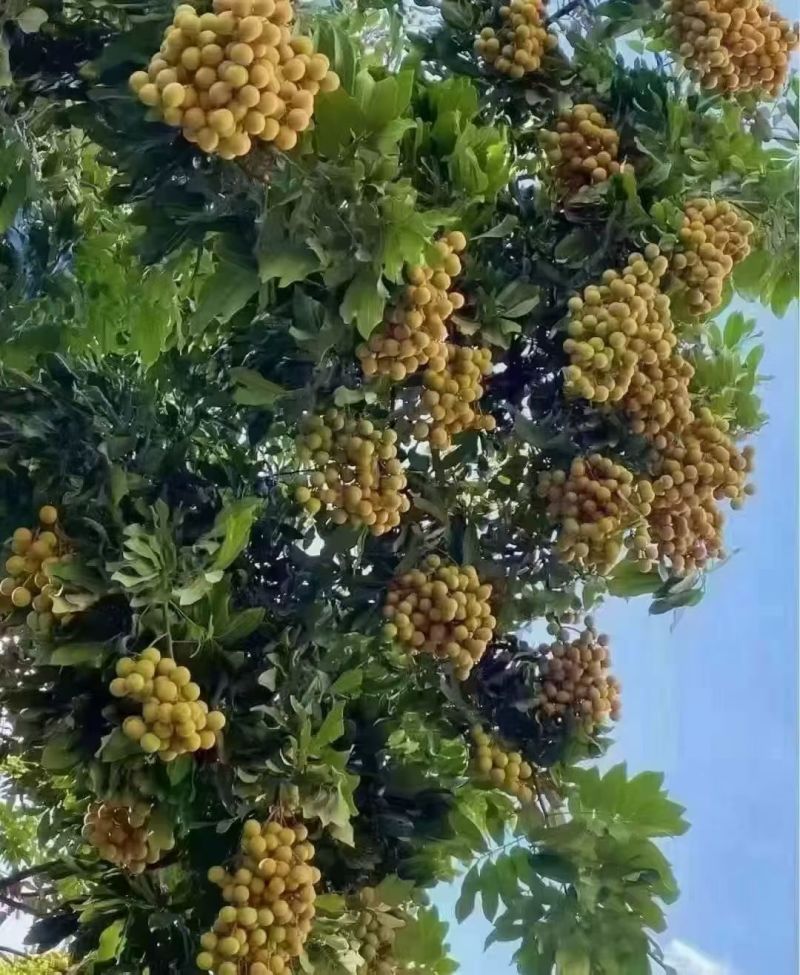 储良龙眼