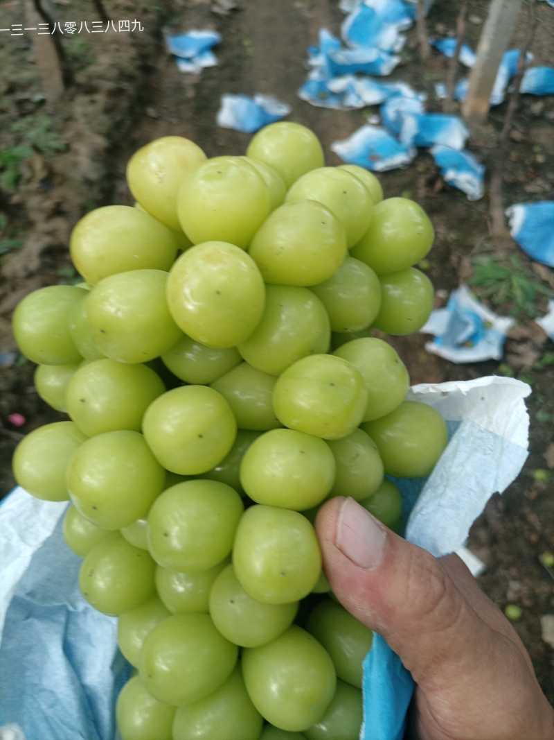 阳光玫瑰葡萄