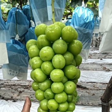 阳光玫瑰