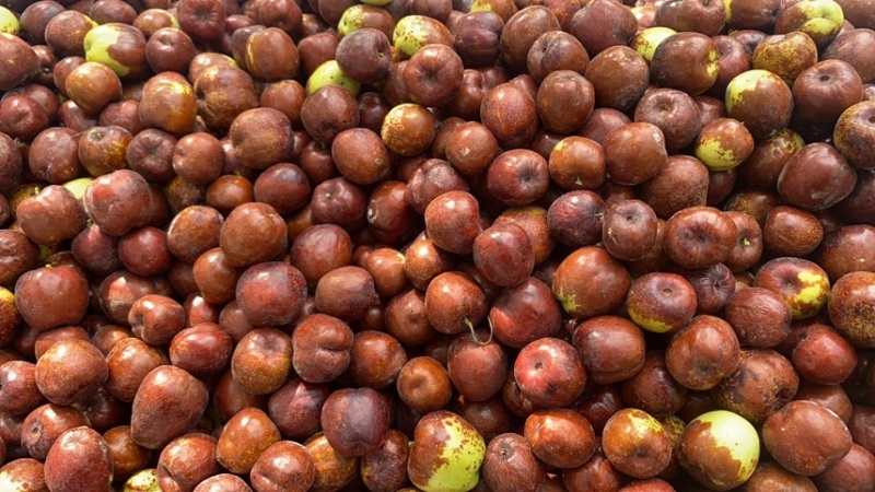茌平圆玲大枣