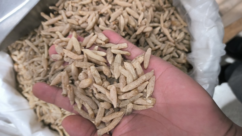 麦冬川麦冬无硫质量保证量大从优欢迎咨询选购