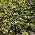 【一件代发】山东电商高质量蜜薯烟薯25产地直发大量现货