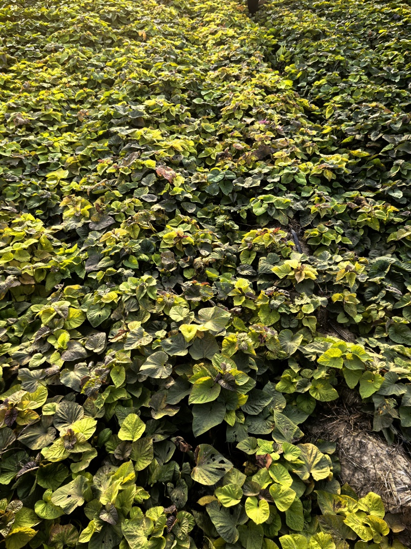 【一件代发】山东电商高质量蜜薯烟薯25产地直发大量现货