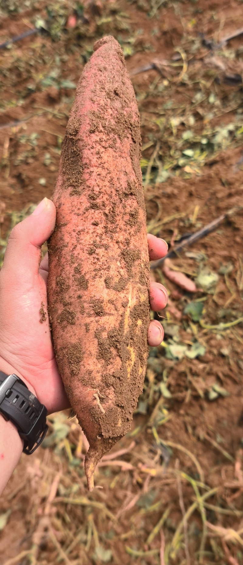 【一件代发】山东电商高质量蜜薯烟薯25产地直发大量现货