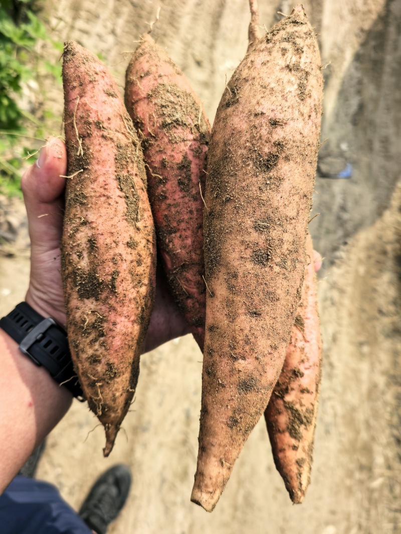 【一件代发】山东电商高质量蜜薯烟薯25产地直发大量现货