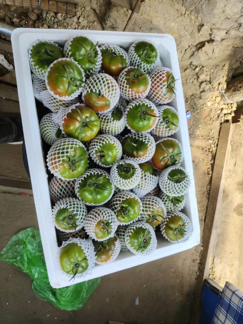 沈阳铁皮西红柿量大从优欢迎各位老板前来选购咨询品质保证