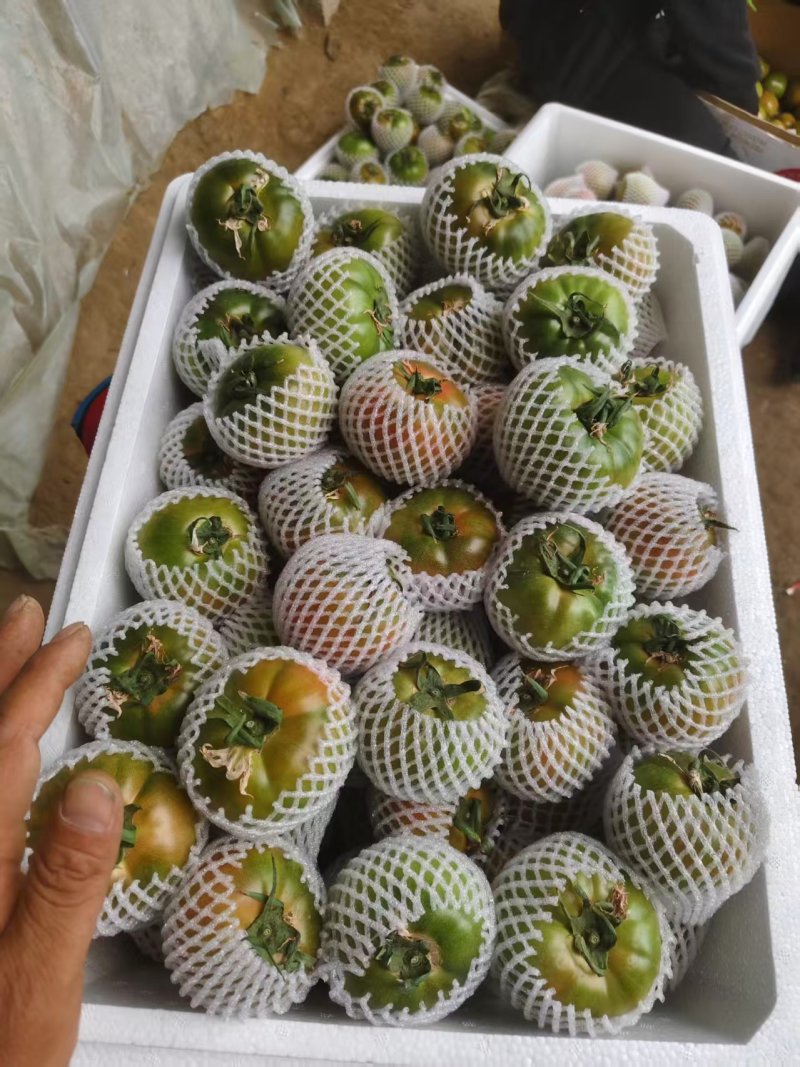 沈阳铁皮西红柿量大从优欢迎各位老板前来选购咨询品质保证