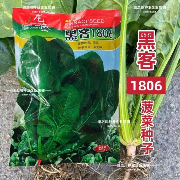 龙盛黑客1806杂交菠菜种子深绿油亮大叶菠菜种籽耐寒春秋