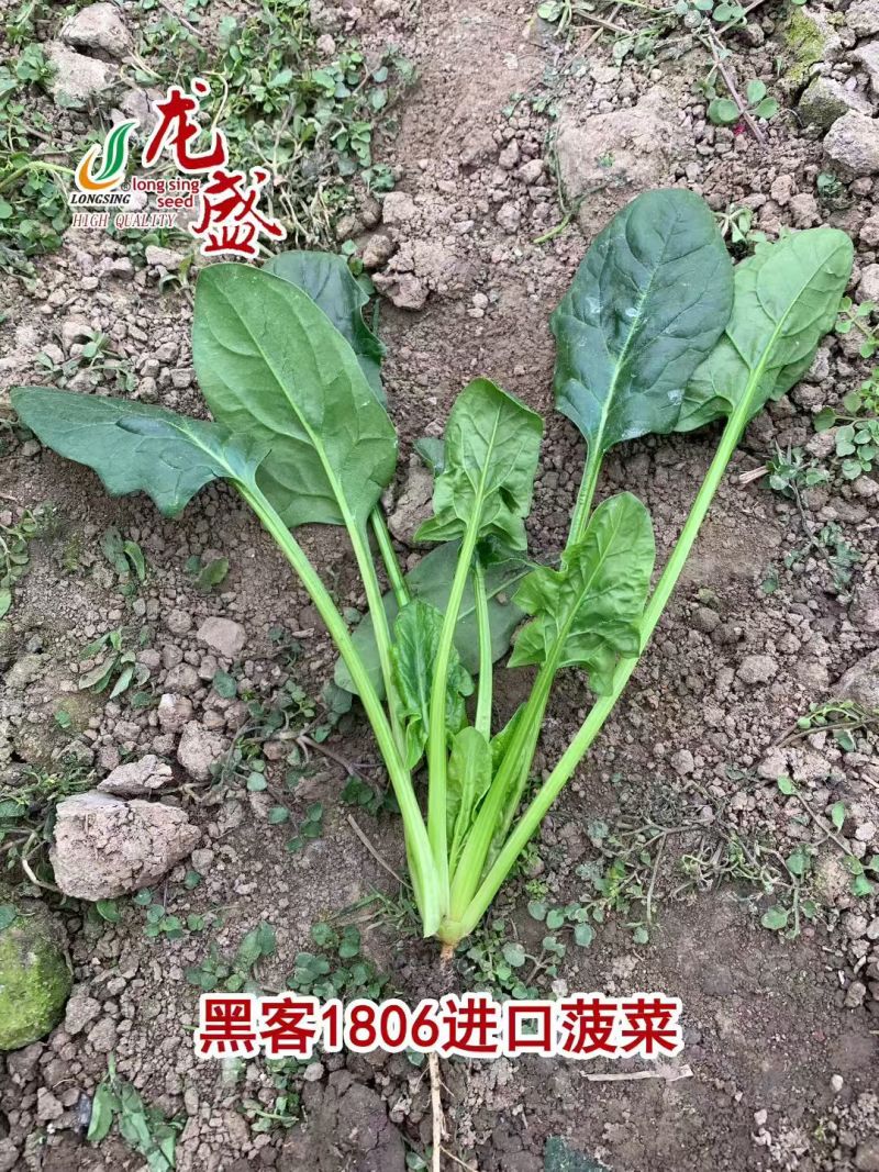 龙盛黑客1806杂交菠菜种子深绿油亮大叶菠菜种籽耐寒春秋