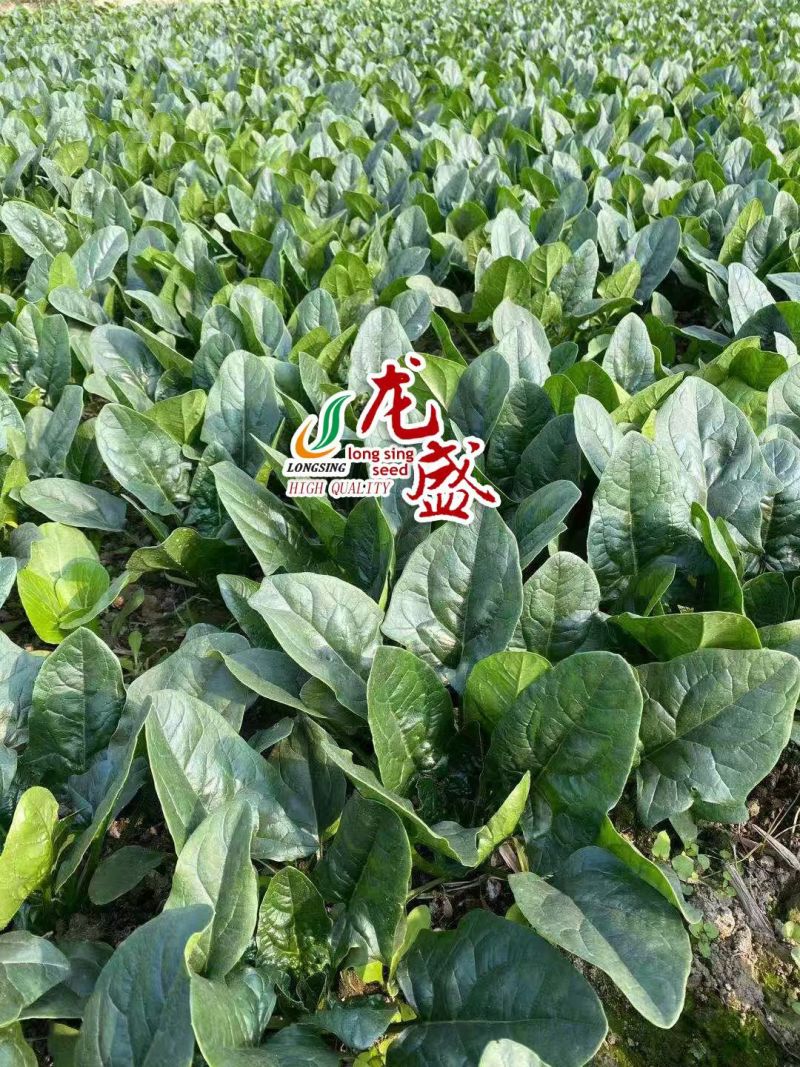 龙盛黑客1806杂交菠菜种子深绿油亮大叶菠菜种籽耐寒春秋