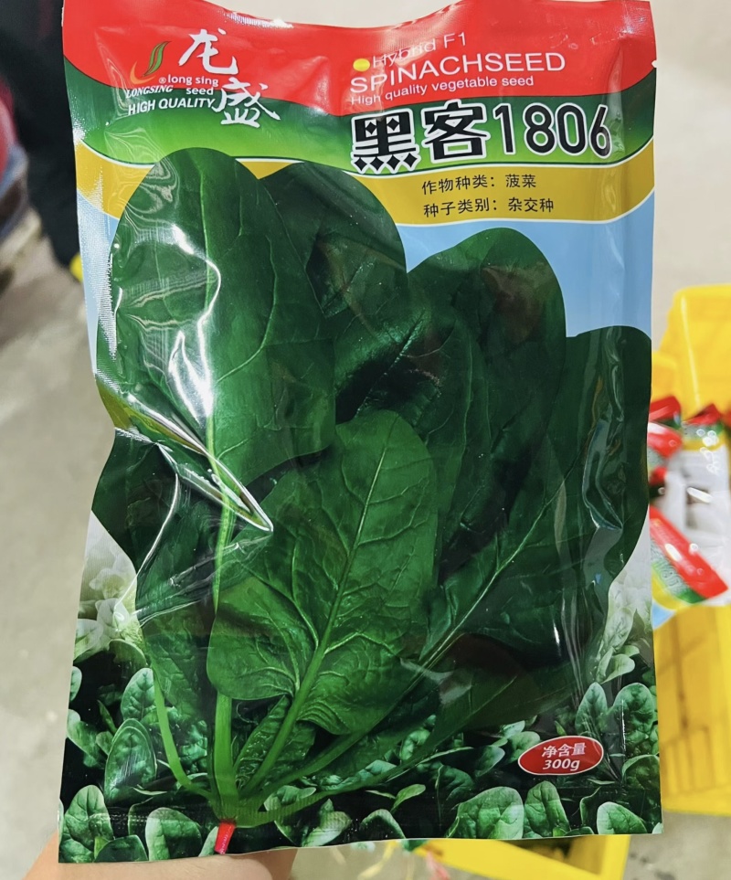 龙盛黑客1806杂交菠菜种子深绿油亮大叶菠菜种籽耐寒春秋