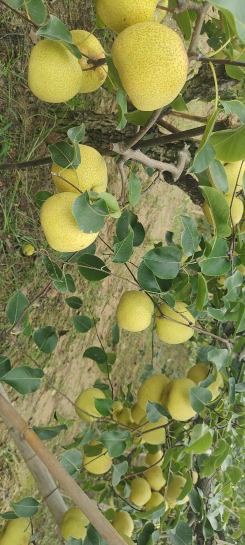 精品砀山酥梨产地直发一手货源质量保证全国发货