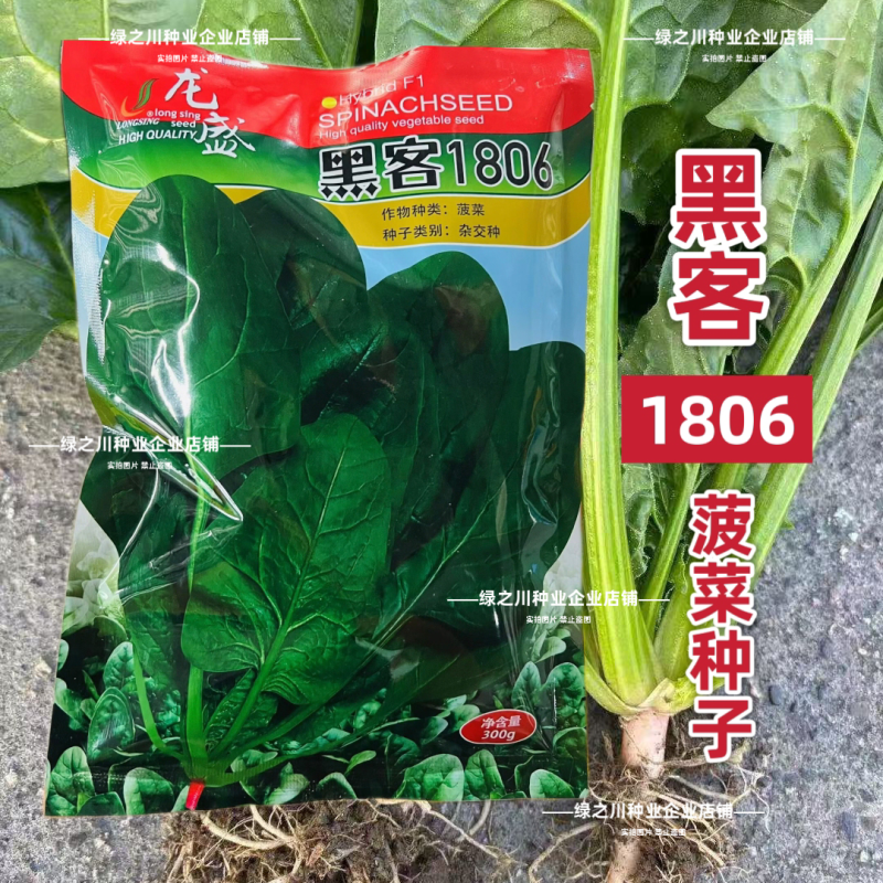 龙盛黑客1806杂交菠菜种子深绿油亮大叶菠菜种籽耐寒春秋
