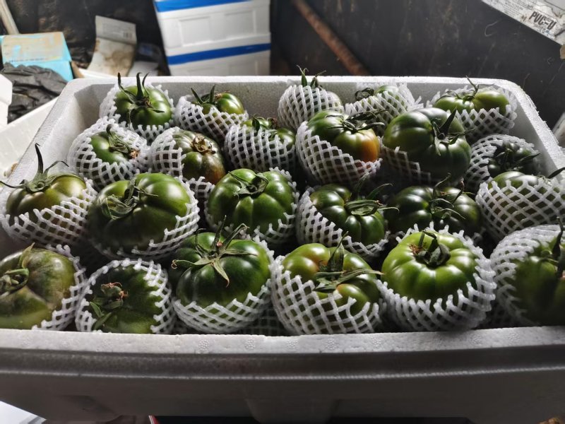 铁皮西红柿柿子大量有货产地直发可视频看货欢迎老板电话联系