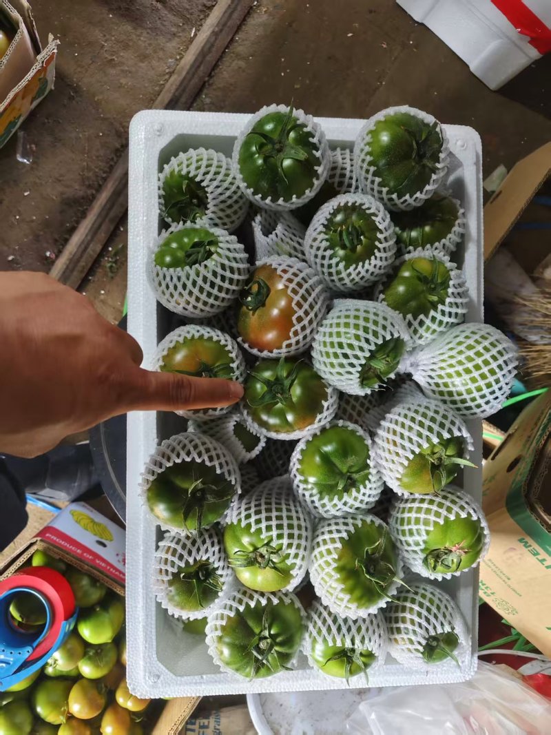 铁皮西红柿柿子大量有货产地直发可视频看货欢迎老板电话联系