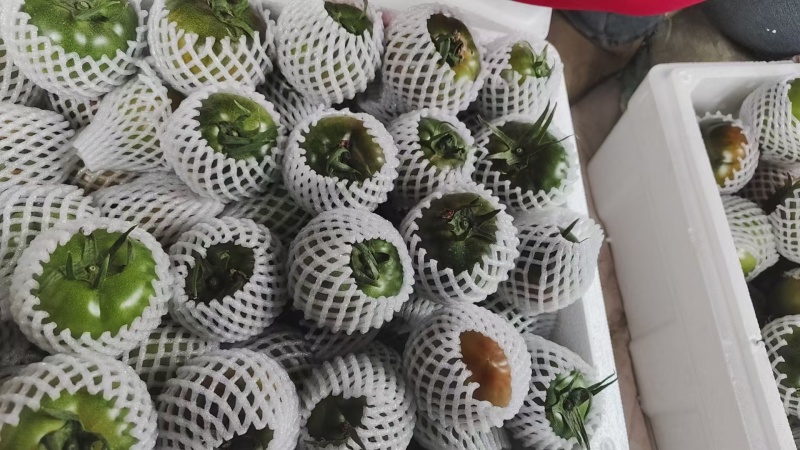 铁皮西红柿柿子大量有货产地直发可视频看货欢迎老板电话联系