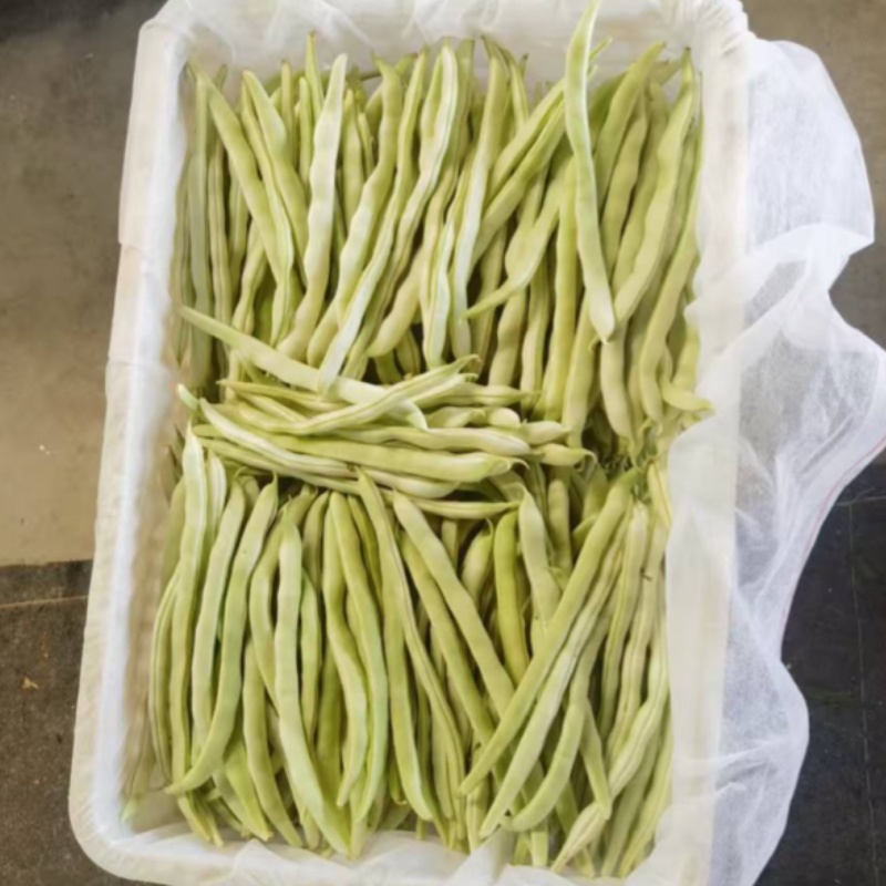 山西芸豆白不老品质新鲜产地直发全国发货品质保证