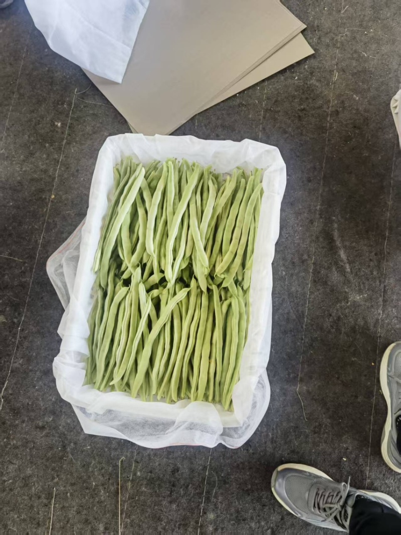 山西芸豆白不老品质新鲜产地直发全国发货品质保证