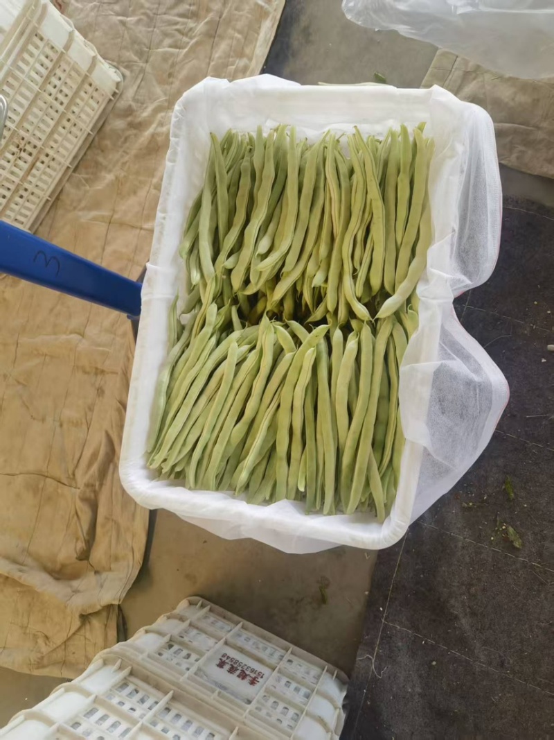 山西芸豆白不老品质新鲜产地直发全国发货品质保证
