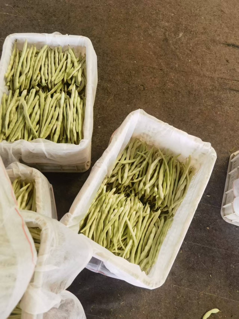 山西芸豆白不老品质新鲜产地直发全国发货品质保证