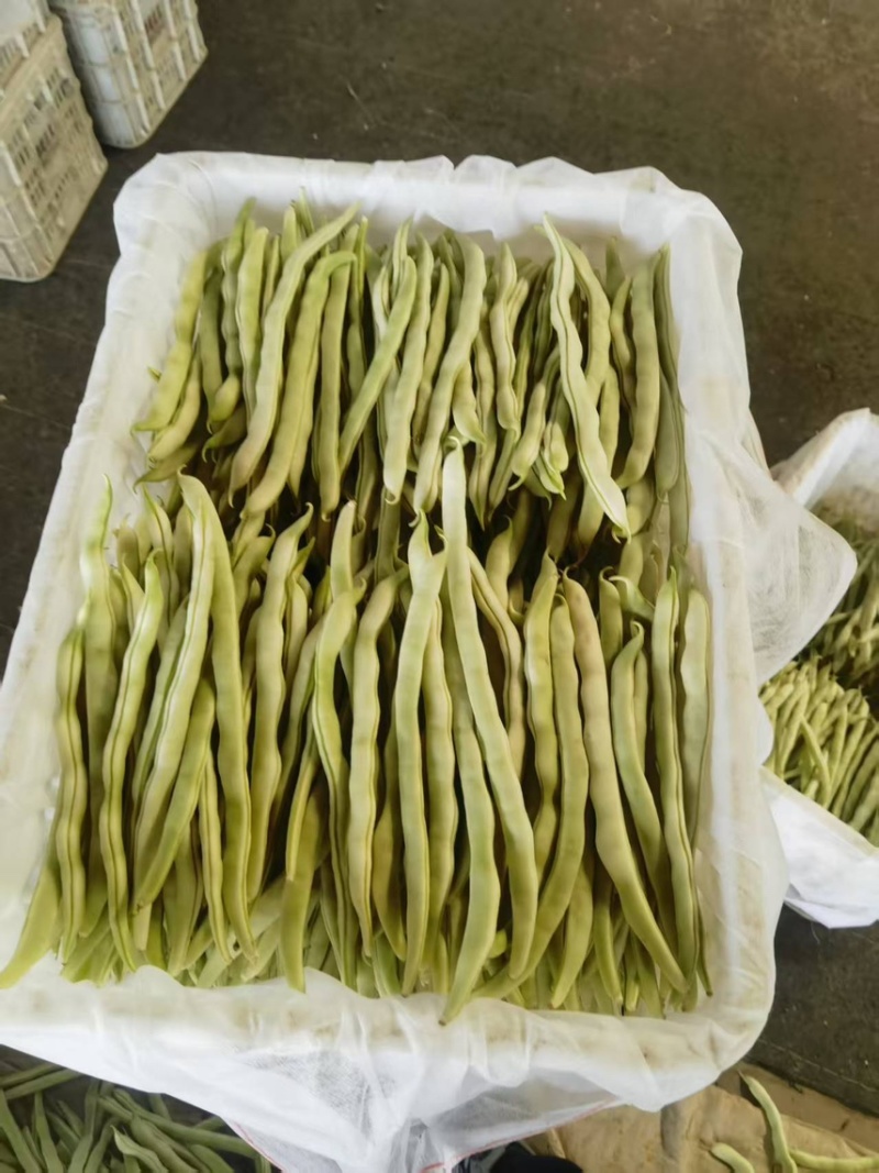 山西芸豆白不老品质新鲜产地直发全国发货品质保证