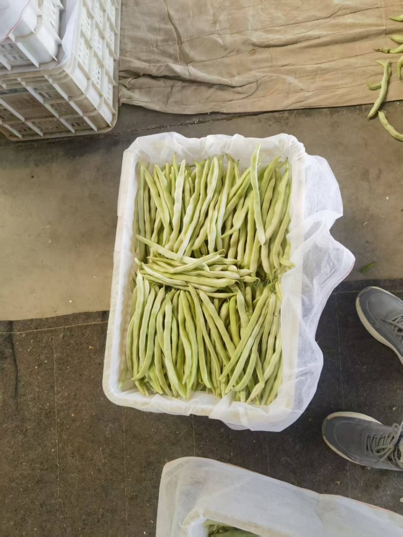 山西芸豆白不老品质新鲜产地直发全国发货品质保证