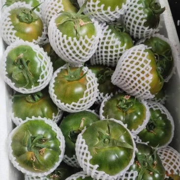 铁皮西红柿量大从优电商商超一件代发需要的老板电话联系