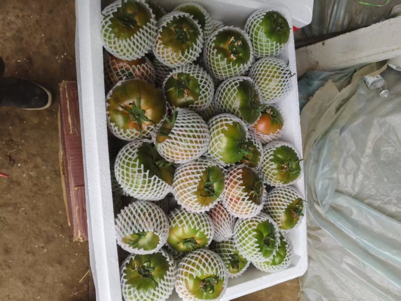 铁皮西红柿量大从优电商商超一件代发需要的老板电话联系