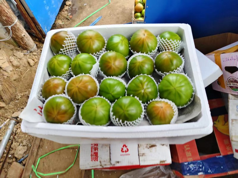 铁皮西红柿量大从优电商商超一件代发需要的老板电话联系