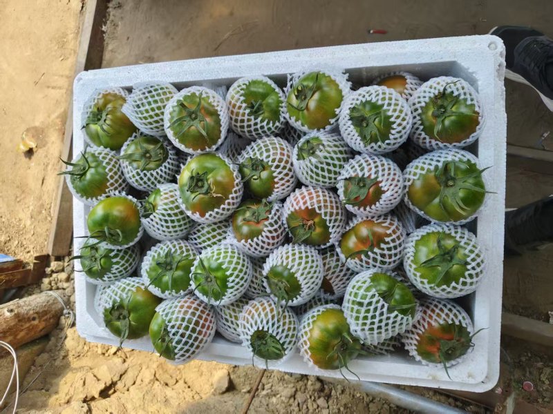 铁皮西红柿量大从优电商商超一件代发需要的老板电话联系