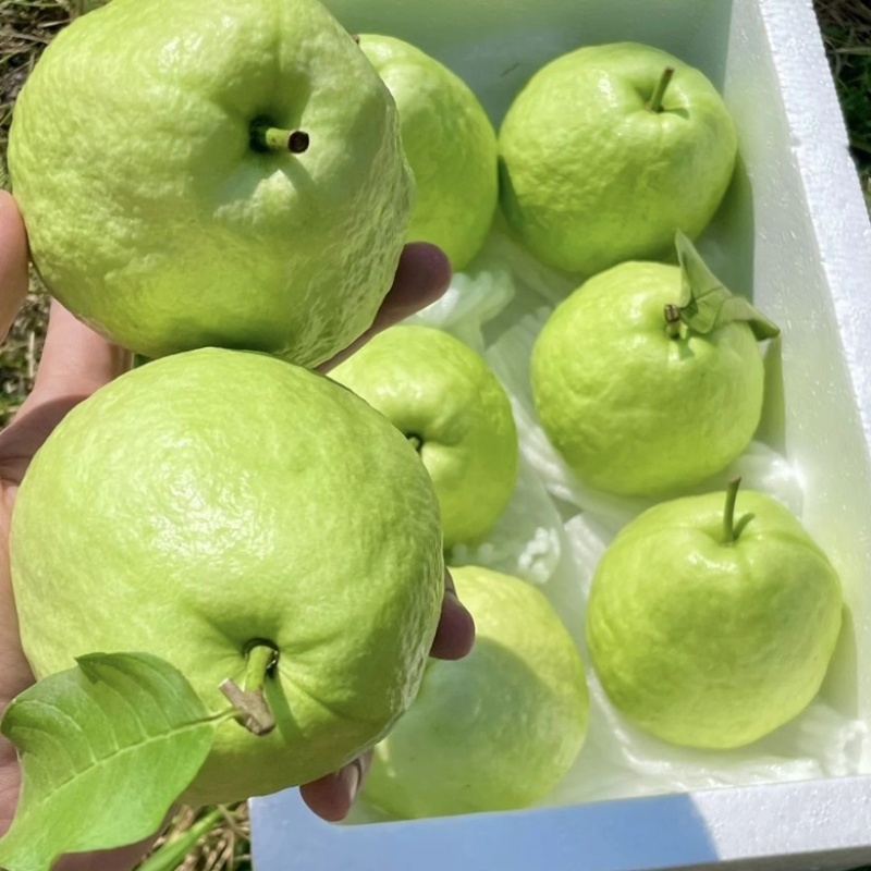 西瓜红番石榴，红心芭乐，珍珠番石榴，果园种植，可视频看货
