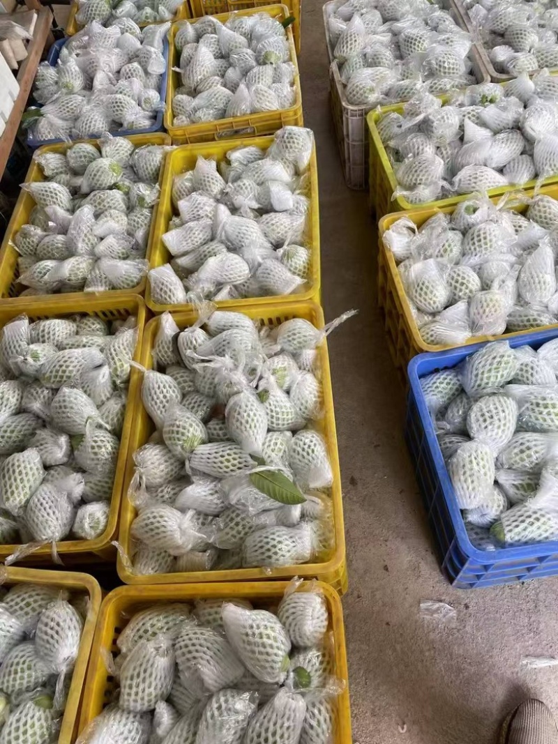 西瓜红番石榴，红心芭乐，珍珠番石榴，果园种植，可视频看货