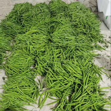 山西青条线椒大量供应量大从优产地直发可视频
