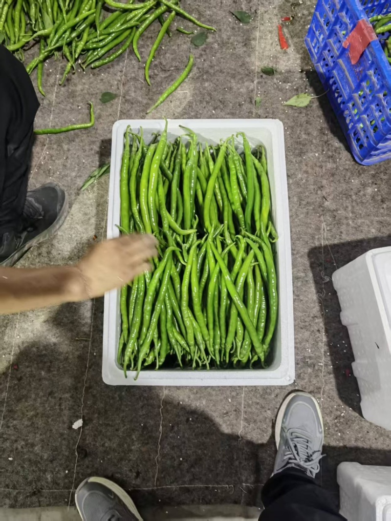 山西青条线椒大量供应量大从优产地直发可视频