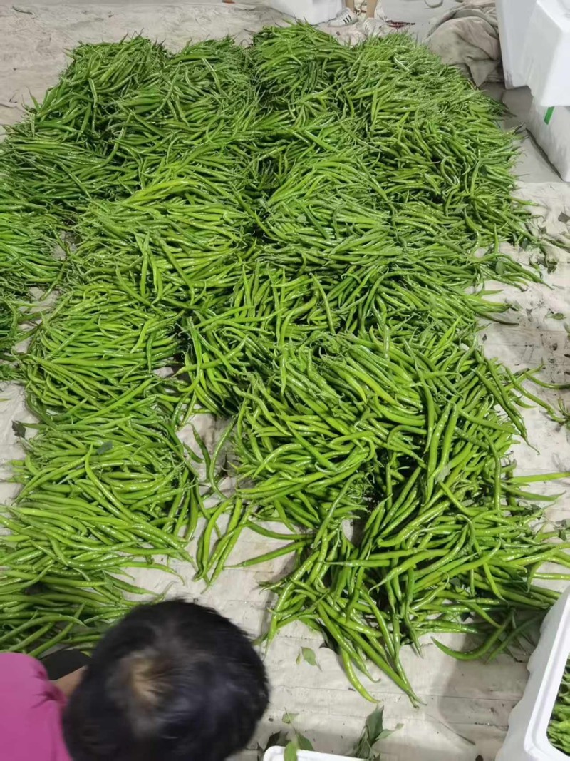 山西青条线椒大量供应量大从优产地直发可视频