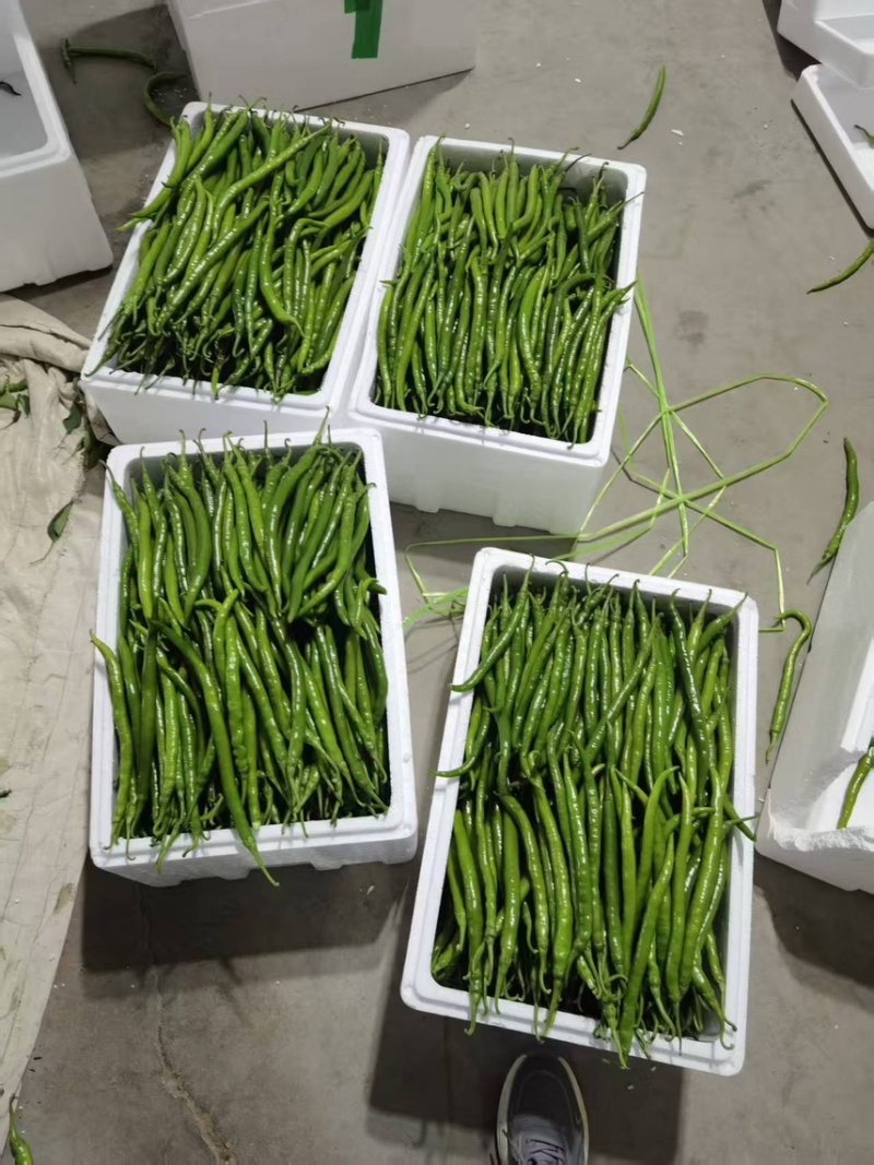山西青条线椒大量供应量大从优产地直发可视频