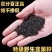 韭菜籽正品无硫质量保证泡茶泡酒量大从优…