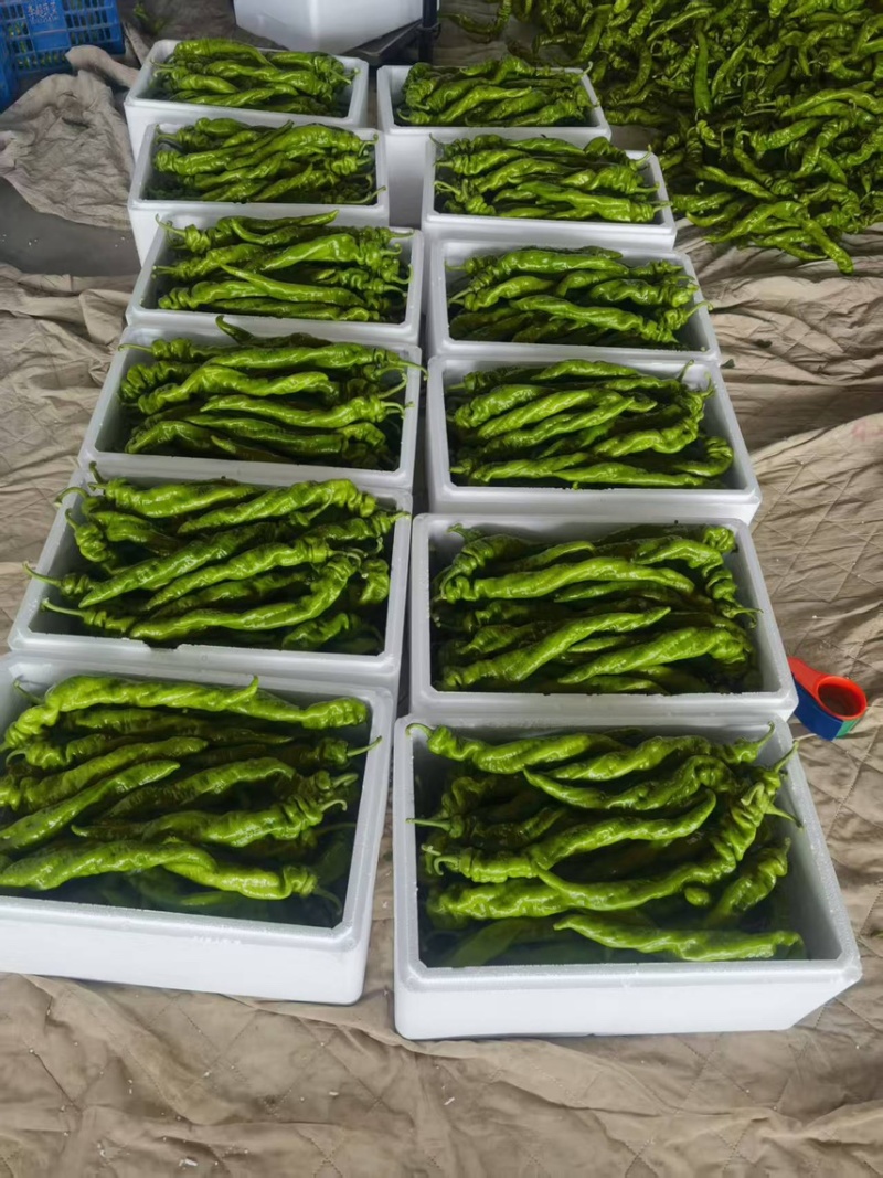 【精品】山西应县龙椒螺丝椒基地直发品质保证价格特惠