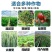 农盛百亿菌快速生根提苗壮苗预防根腐让土壤更有力