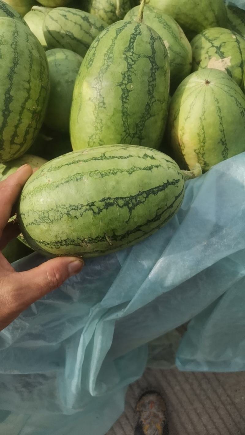 晚秋小糖丸