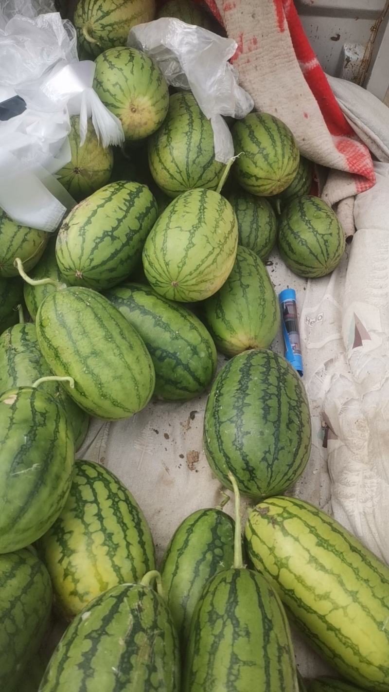 晚秋小糖丸