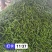 山西邹皮辣椒大量上市产地直发保质保量对接市场商超