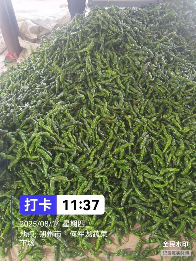 山西邹皮辣椒大量上市产地直发保质保量对接市场商超