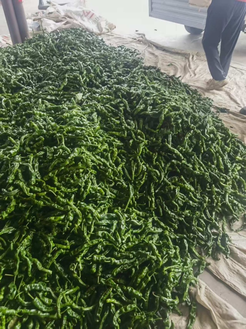 山西邹皮辣椒大量上市产地直发保质保量对接市场商超