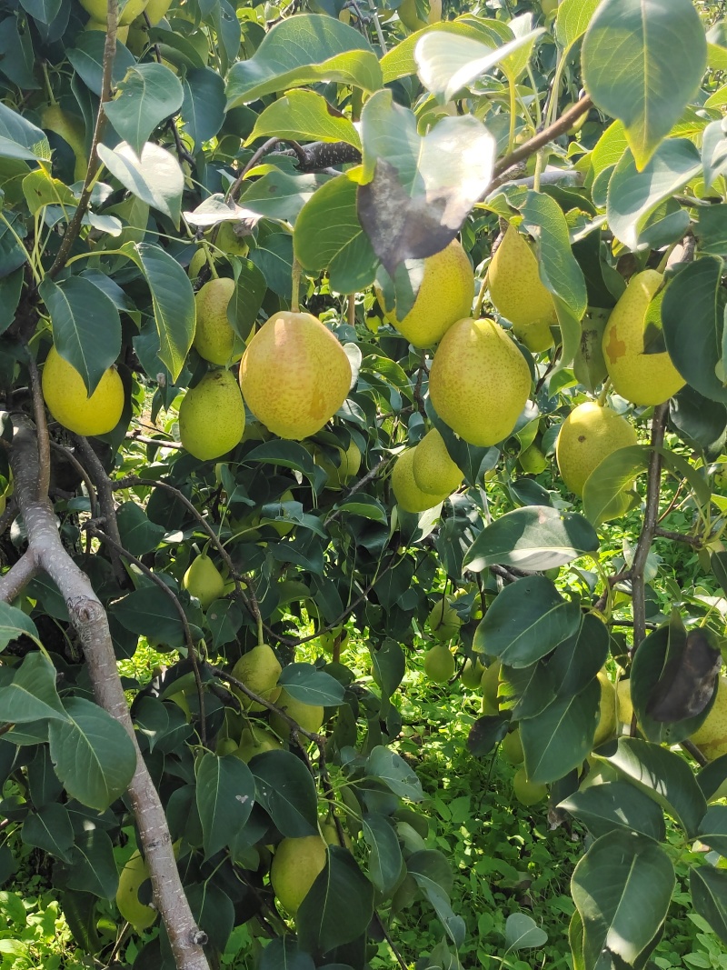 【红香酥梨】基地直销量大质优支持视频看货欢迎咨询采购