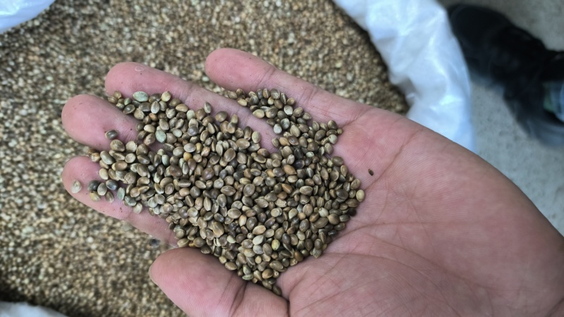 火麻仁带壳去壳纯白规格齐全量大从优欢迎咨询